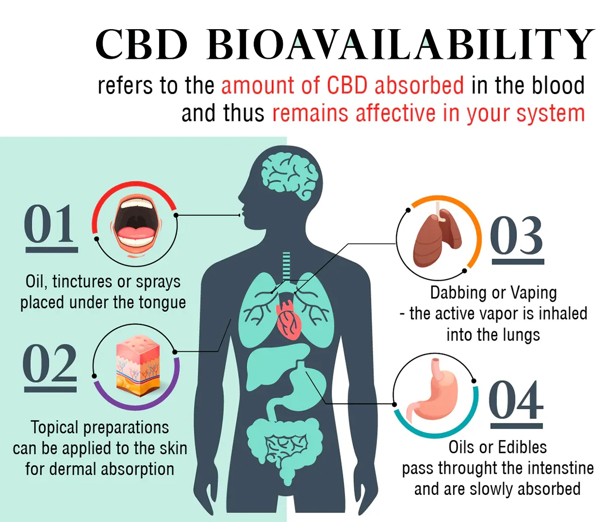 A diagram of human body and CBD bioavailability.